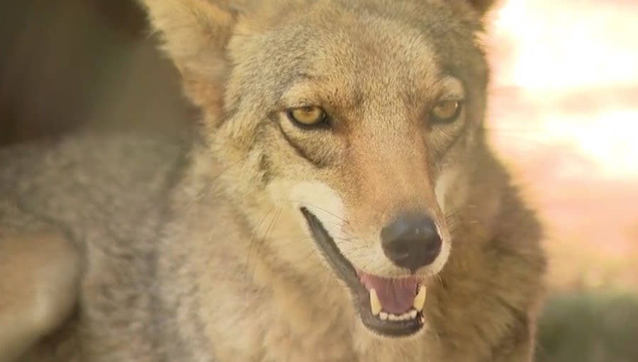 Coyote sightings causing concerns in North County