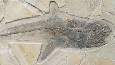 Fossil of an ancient shark that swam in the age of dinosaurs solves centuries-long mystery