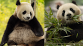 Giant pandas will be returning to the National Zoo in Washington