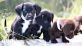 'Bridgerton' puppies up for adoption at Cotswold animal centre