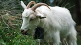 Goat Who Was Rescued While Grieving Her Baby Gets New Teddy Bear to Curl Up To