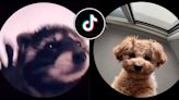 What is the Pedro trend on TikTok? Raccoon goes viral in new dance trend - Dexerto