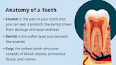 Exploring the Role of Tooth Enamel in Protecting Your Teeth