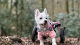 Tiny Canine Wheelchair User Gives Back to Other Pets with Disabilities: 'Nothing Holds Her Back'