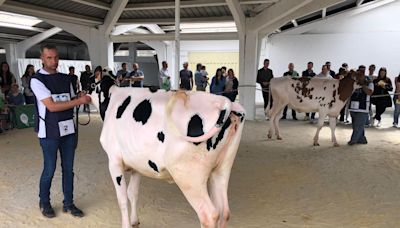 Tineo, sede para conocer la mejor morfología de las vacas: 'Es una oportunidad para aprender'