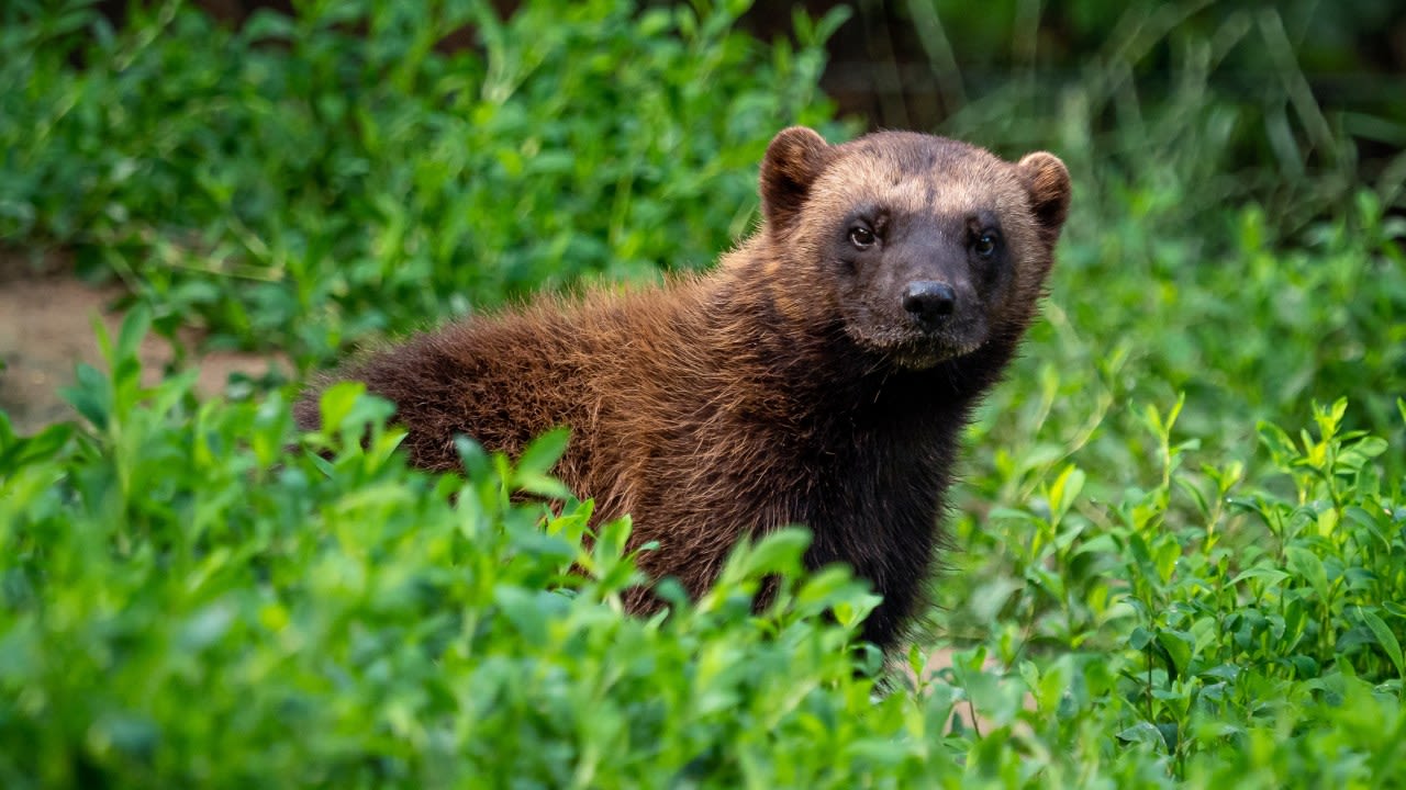 Zoo New York welcomes Abisko the Wolverine on June 20