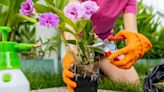 RHC Chelsea Flower Show designer shares tips for gardening on budget