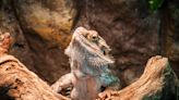 Do Bearded Dragons Make Good Pets? Here's What Experts Say