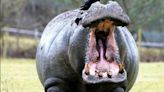 Hippos can become airborne - say scientists after trips to Flamingo Land