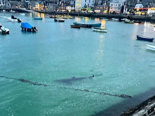 Children flee water screaming after 10ft shark swims into Cornwall harbour