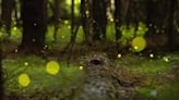 Witnessing the spectacle of synchronous fireflies is ‘like magic’