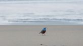 Bird never seen in US, the blue rock thrush, reportedly spotted on Oregon coast