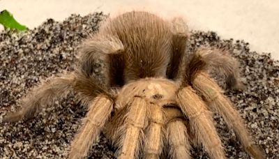 Arizona blonde tarantulas: Do they bite? Are they good pets? What to know