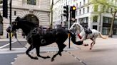 Stress of military horse in capital could be to blame for bolting