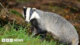 Sunak commits to maintaining badger cull plans