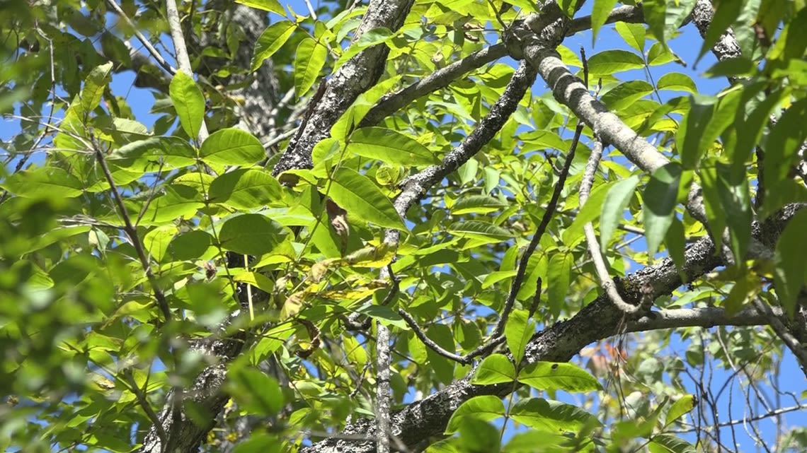 Bangor prepares for looming emerald ash borer threat