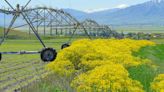 Invasive weed Dyer's Woad covers hills and fields this spring