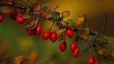 Ask the Expert: Barberry looks pretty, but don't be fooled by this invasive plant