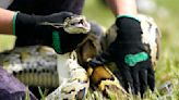 Florida teen captures 28 Burmese pythons, gets top prize