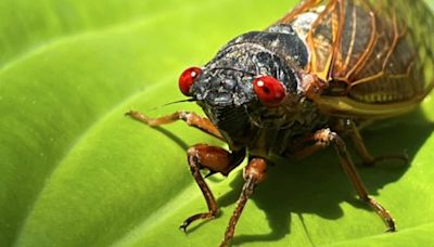 The buzz of cicadas is deafening. When will they go away?