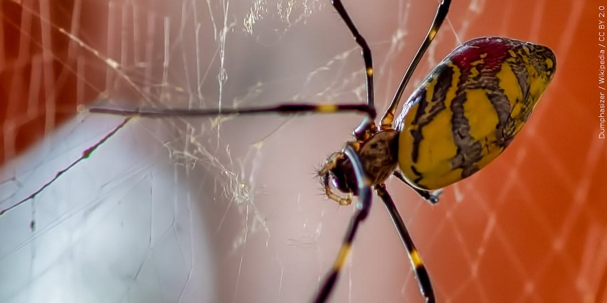 Joro spiders are making their way from Georgia northward