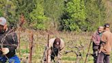 Opinião - Isabelle Moreira Lima: Enxaqueca leva casal de brasileiros a produzir vinho no Languedoc