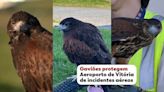 Conheça os gaviões que salvam outras aves de incidentes aéreos no Aeroporto de Vitória