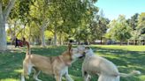 Sacramento council close door on dog park at Sierra 2, eyes William Land Park for future