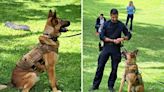 ‘The ultimate working dog’: Montgomery Co. K9s with Czech heritage make embassy appearance - WTOP News