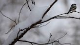 'The poster child for memory': Mountain chickadees can remember tens of thousands of food caches, new CU study finds