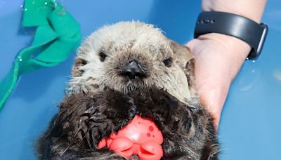 In otter news, orphaned B.C. pup is thriving but unlikely to return to wild