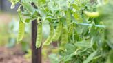 How to Grow and Care for Snow Peas