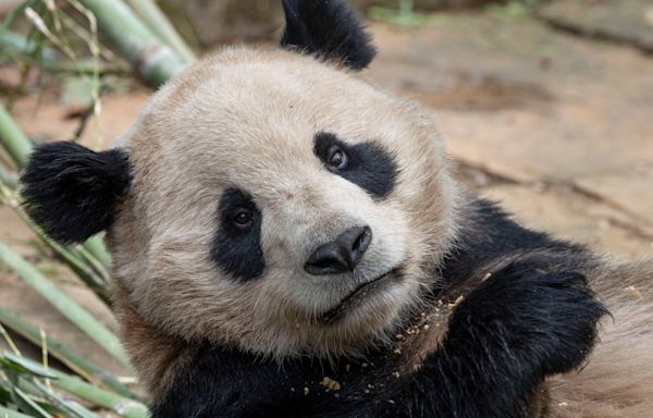 Timeline: Giant pandas at San Diego Zoo