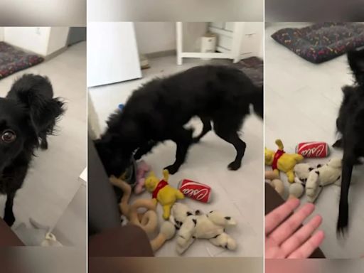 Una perra sorprendió en las redes sociales por reconocer cada uno de sus juguetes: ”La más inteligente”