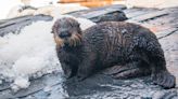 Rescued sea otter pup is new ambassador at SeaWorld San Diego