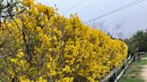 Garden Notes: Forsythia is a spring tonic - The Martha's Vineyard Times