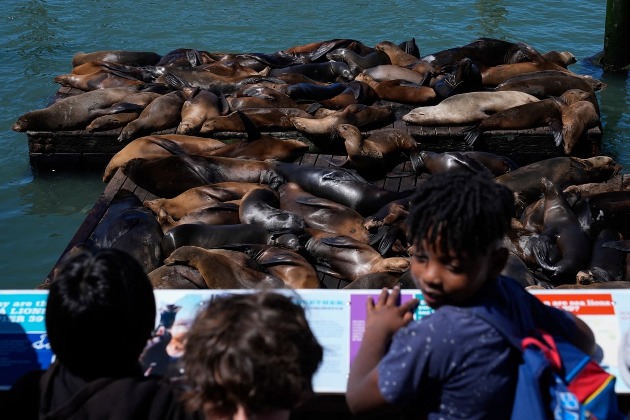 An anchovy feast draws a crush of sea lions to one of San Francisco’s piers, the most in 15 years