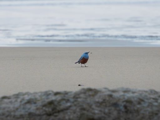 Extremely Rare Blue Rock Thrush Spotted in Oregon Might Be the First Ever in the United States