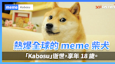 熱爆全球的 meme 柴犬「Kabosu」逝世，享年 18 歲。
