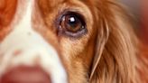 Retinal Degeneration in Dogs: Symptoms, Causes, & Treatments