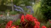 Garden Guru: The glorious Solenia begonias withstand the heat, thrive in mixed container gardens