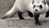 Texas bird flu strain kills ferrets used to mimic disease in humans, US CDC says