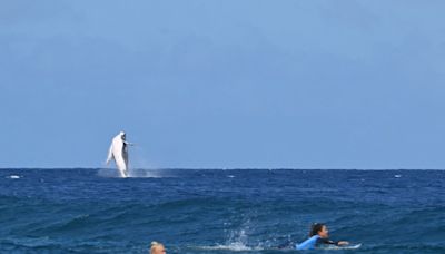 Whale breaches during Paris Olympics surfing semifinal