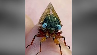 'One in a million' blue-eyed cicadas found throughout Chicago area