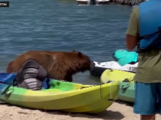 Bear takes stroll on crowded Lake Tahoe beach; wildlife ecologist calls it "unusual"