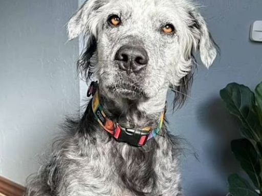 Black dog turns completely white due to rare condition leaving owner stunned