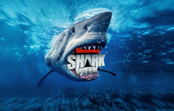 Shark Week Livestream: How to Watch the 36th Annual Shark Week Without Cable