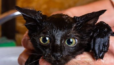 Florida Freediver Rescues Homeless Kitty on Expedition & Makes Him Part of the Pack