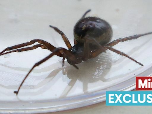 False widow hotspots mapped as weather sparks surge in terrifying spiders