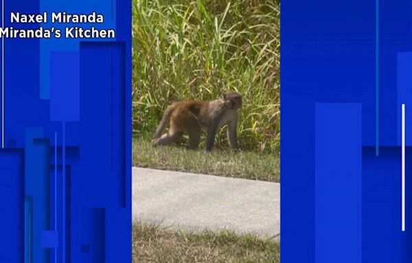 ‘Like ‘Jumanji:’' Video shows monkey running near Central Florida school